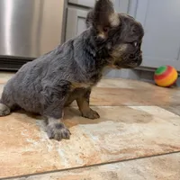 Macy, a female French Bulldog for sale in Berryville, AR – Photo 5 of 6