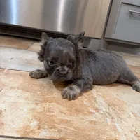 Macy, a female French Bulldog for sale in Berryville, AR – Photo 6 of 6