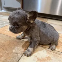 Macy, a female French Bulldog for sale in Berryville, AR – Photo 2 of 6