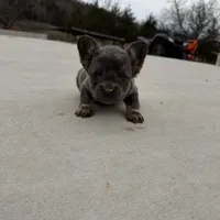 Macy, a female French Bulldog for sale in Berryville, AR – Photo 3 of 6