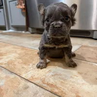 Macy, a female French Bulldog for sale in Berryville, AR – Photo 1 of 6