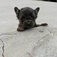 Macy, a female French Bulldog for sale in Berryville, AR – Photo 4 of 6