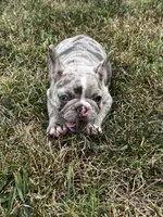 Angel, a female French Bulldog for sale in Berryville, AR – Photo 7 of 7