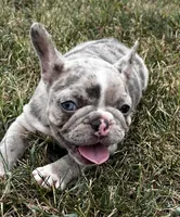 Angel, a female French Bulldog for sale in Berryville, AR – Photo 1 of 7