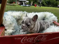 Angel, a female French Bulldog for sale in Berryville, AR – Photo 3 of 7