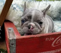 Angel, a female French Bulldog for sale in Berryville, AR – Photo 5 of 7