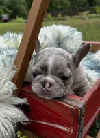 Angel, a female French Bulldog for sale in Berryville, AR – Photo 2 of 7