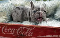 Angel, a female French Bulldog for sale in Berryville, AR – Photo 4 of 7