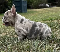 Angel, a female French Bulldog for sale in Berryville, AR – Photo 6 of 7