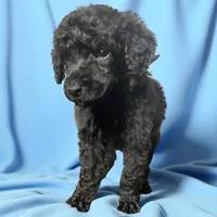 Anguirus AKC, a male Poodle - Standard  for sale in Colorado Springs, CO – Photo 2 of 4