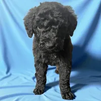 Anguirus AKC, a male Poodle - Standard  for sale in Colorado Springs, CO – Photo 4 of 4