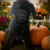 Anguirus AKC, a male Poodle - Standard  for sale in Colorado Springs, CO – Photo 1 of 4