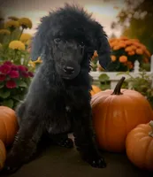 Anguirus AKC, a male Poodle - Standard  for sale in Colorado Springs, CO – Photo 1 of 4