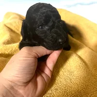 Anguirus AKC, a male Poodle - Standard  for sale in Colorado Springs, CO – Photo 3 of 4