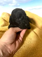 Anguirus AKC, a male Poodle - Standard  for sale in Colorado Springs, CO – Photo 3 of 4