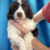 Godzilla AKC, a male Poodle - Standard  for sale in Colorado Springs, CO – Photo 5 of 6