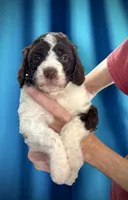 Godzilla AKC, a male Poodle - Standard  for sale in Colorado Springs, CO – Photo 5 of 6