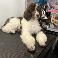 Godzilla AKC, a male Poodle - Standard  for sale in Colorado Springs, CO – Photo 1 of 6