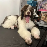 Godzilla AKC, a male Poodle - Standard  for sale in Colorado Springs, CO – Photo 6 of 6