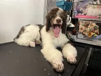 Godzilla AKC, a male Poodle - Standard  for sale in Colorado Springs, CO – Photo 6 of 6