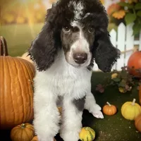 Godzilla AKC, a male Poodle - Standard  for sale in Colorado Springs, CO – Photo 2 of 6
