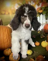 Godzilla AKC, a male Poodle - Standard  for sale in Colorado Springs, CO – Photo 2 of 6