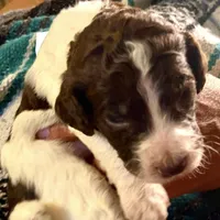 Godzilla AKC, a male Poodle - Standard  for sale in Colorado Springs, CO – Photo 4 of 6