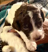 Godzilla AKC, a male Poodle - Standard  for sale in Colorado Springs, CO – Photo 4 of 6