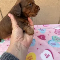 Chocolate and tan longhair male , a male Dachshund and Miniature Dachshund for sale in Manteca, CA – Photo 1 of 3