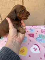 Chocolate and tan longhair male , a male Dachshund and Miniature Dachshund for sale in Manteca, CA – Photo 1 of 3