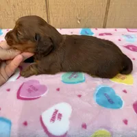 Chocolate and tan longhair male , a male Dachshund and Miniature Dachshund for sale in Manteca, CA – Photo 3 of 3