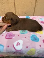 Chocolate and tan longhair male , a male Dachshund and Miniature Dachshund for sale in Manteca, CA – Photo 3 of 3