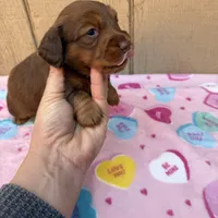 Chocolate and tan longhair male , a male Dachshund and Miniature Dachshund for sale in Manteca, CA – Photo 2 of 3