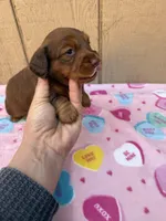 Chocolate and tan longhair male , a male Dachshund and Miniature Dachshund for sale in Manteca, CA – Photo 2 of 3