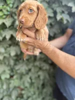 Cream/red LH male , a male Dachshund and Miniature Dachshund for sale in Manteca, CA – 2 of 4
