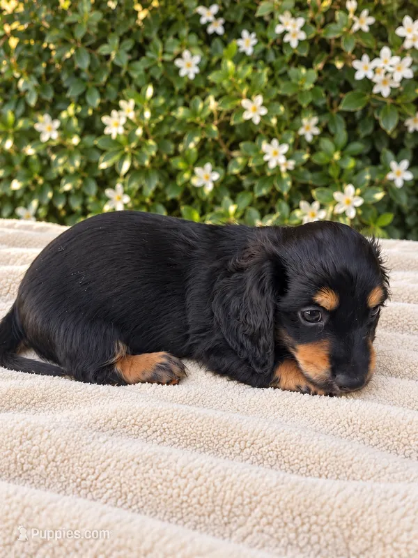Black tan longhair male  – Miniature Dachshund puppy for sale in Manteca, CA
