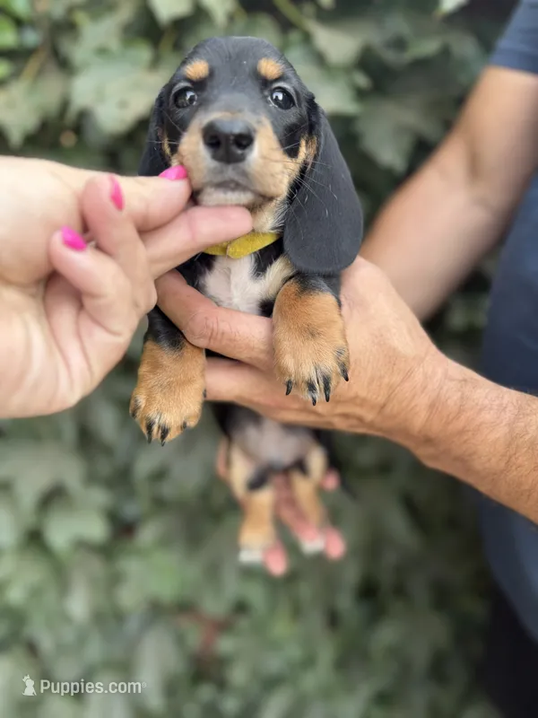 Black and tan SH male  – Dachshund, Miniature Dachshund puppy for sale in Manteca, CA