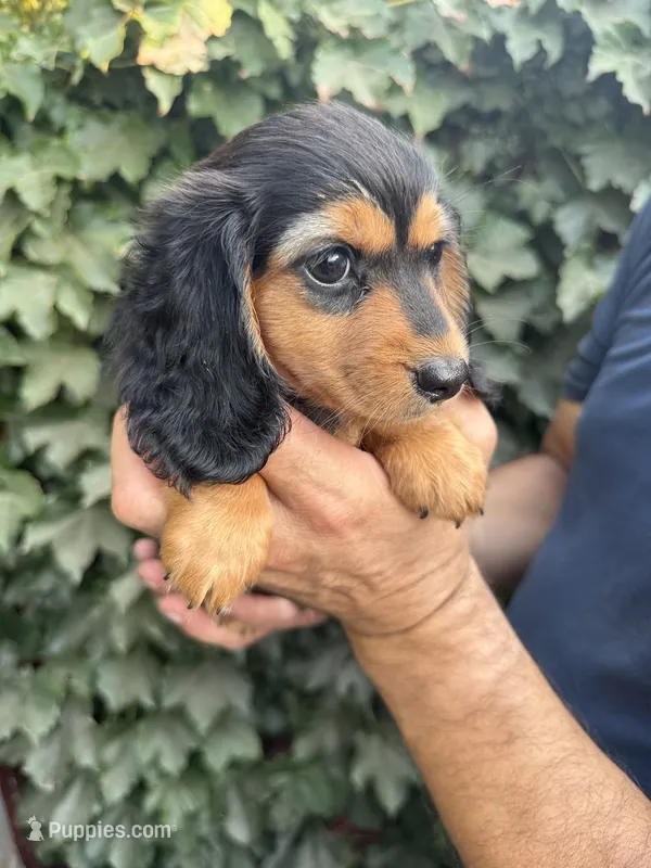 Black and tan LH female  – Miniature Dachshund puppy for sale in Manteca, CA