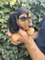 Black and tan LH female , a female Miniature Dachshund for sale in Manteca, CA – 1 of 2