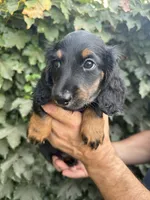Black tan LH male , a male Dachshund and Miniature Dachshund for sale in Manteca, CA – 3 of 5