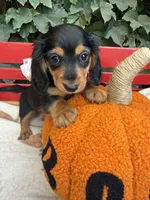 Black and tan longhair female , a female Miniature Dachshund for sale in Manteca, CA – 1 of 1