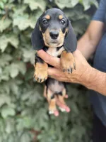 Black and tan SH male , a male Dachshund and Miniature Dachshund for sale in Manteca, CA – 3 of 3