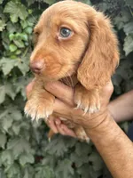 Cream/red LH male , a male Dachshund and Miniature Dachshund for sale in Manteca, CA – 3 of 4