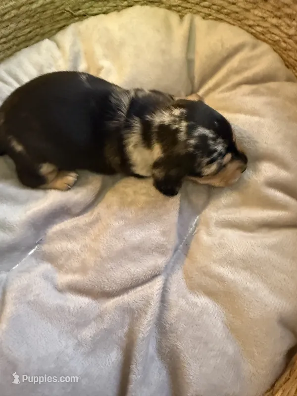 Black/tan dapple shorthair M