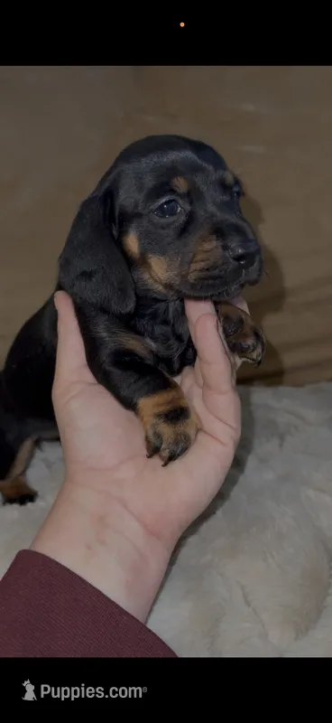 Black tan shorthair F 