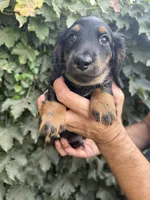 Black tan LH male , a male Dachshund and Miniature Dachshund for sale in Manteca, CA – 4 of 5