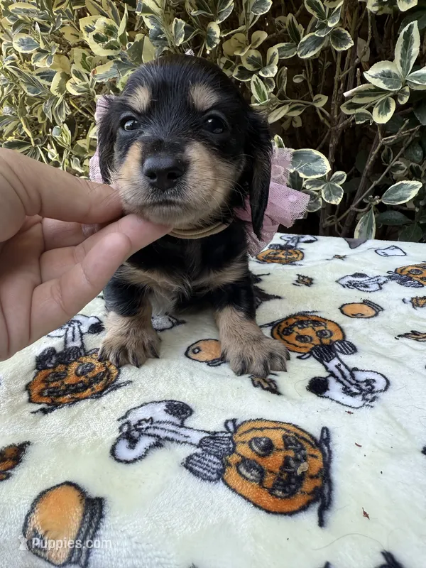 Black and cream longhair female  – Miniature Dachshund puppy for sale in Manteca, CA