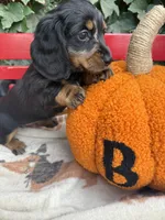 Longhair black and tan female - minimal dappling , a female Miniature Dachshund for sale in Manteca, CA – 2 of 2