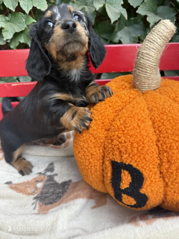 Longhair black and tan female - minimal dappling  – Miniature Dachshund puppy for sale in Manteca, CA