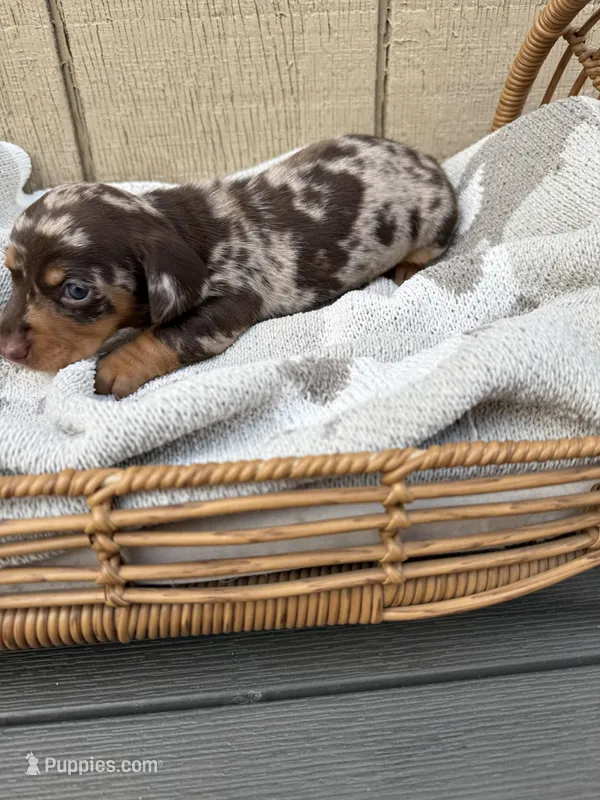 Chocolate and tan shorthair dapple , a male Dachshund and Miniature Dachshund for sale in Manteca, CA – Photo 1 of 2